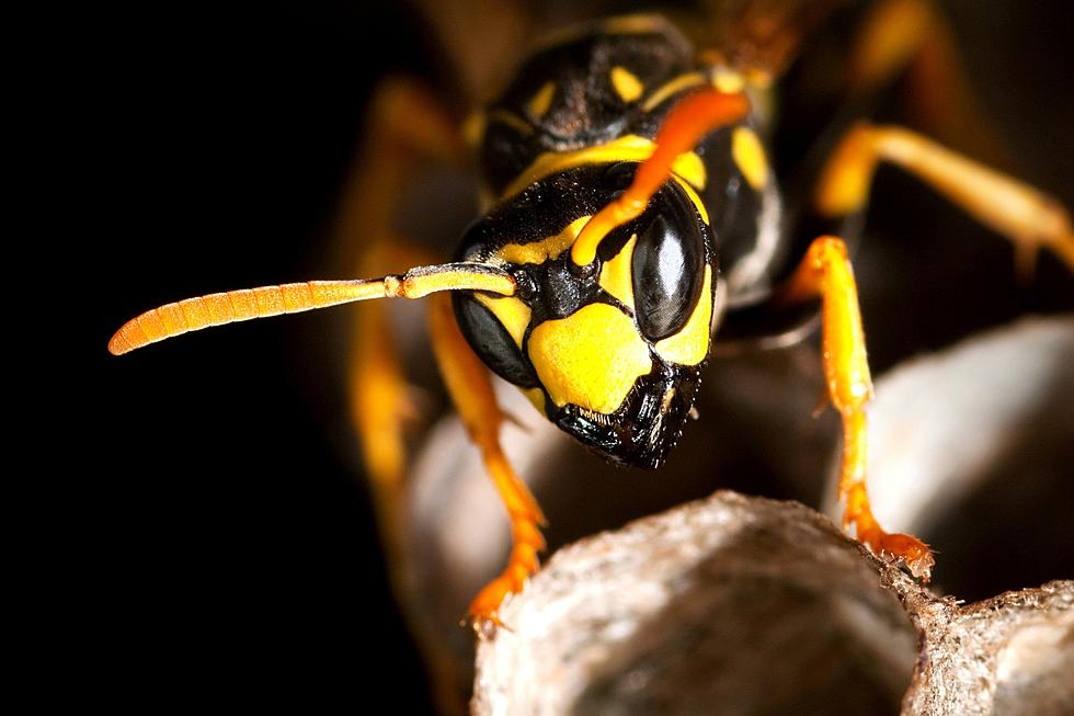 Why Michigan Yellowjackets are so Freaking Annoying in The Fall