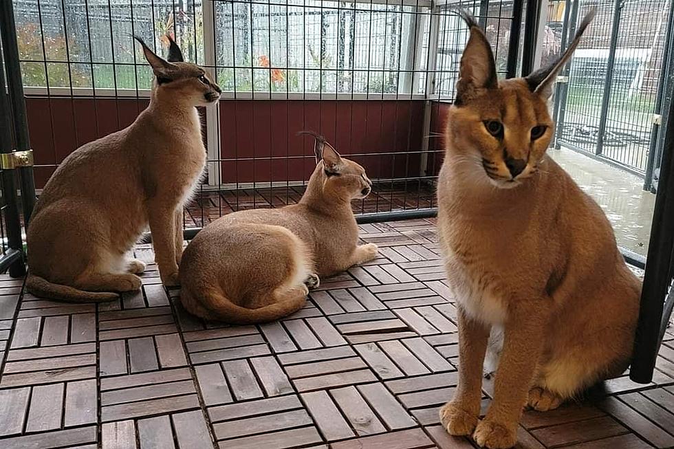 Large African Cat That Can Leap Over 10 Feet Is on the Loose in Royal Oak