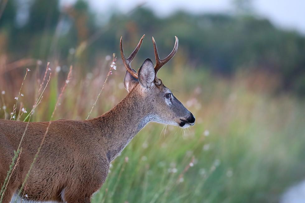 Michigan Woman Receives 21 Stiches After Strange and Terrifying Deer Attack