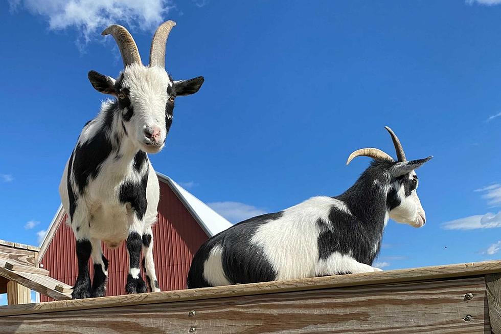 Visit With Rescued Farm Animals at This Barn Sanctuary Near Ann Arbor