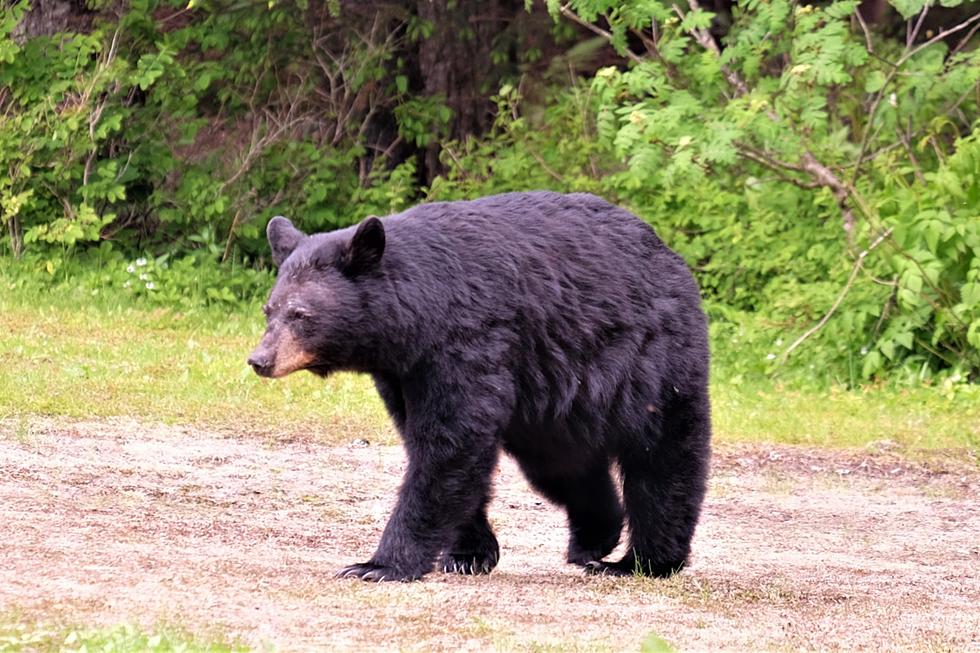 Man Comes Face to Face With Black Bear While Hunting Near Port Huron