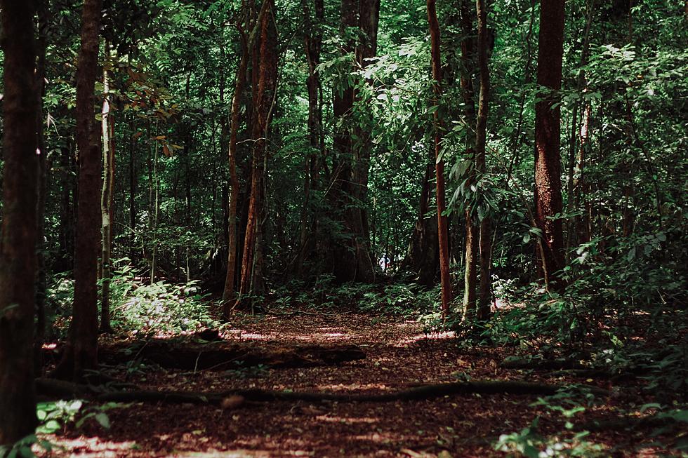 Michigan Hunter Captures Interesting Video of Bigfoot on Trail Cam