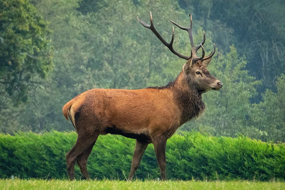 MI DNR Pull 12 Dead Elk from Otsego County Lake After They Fell Through the Ice