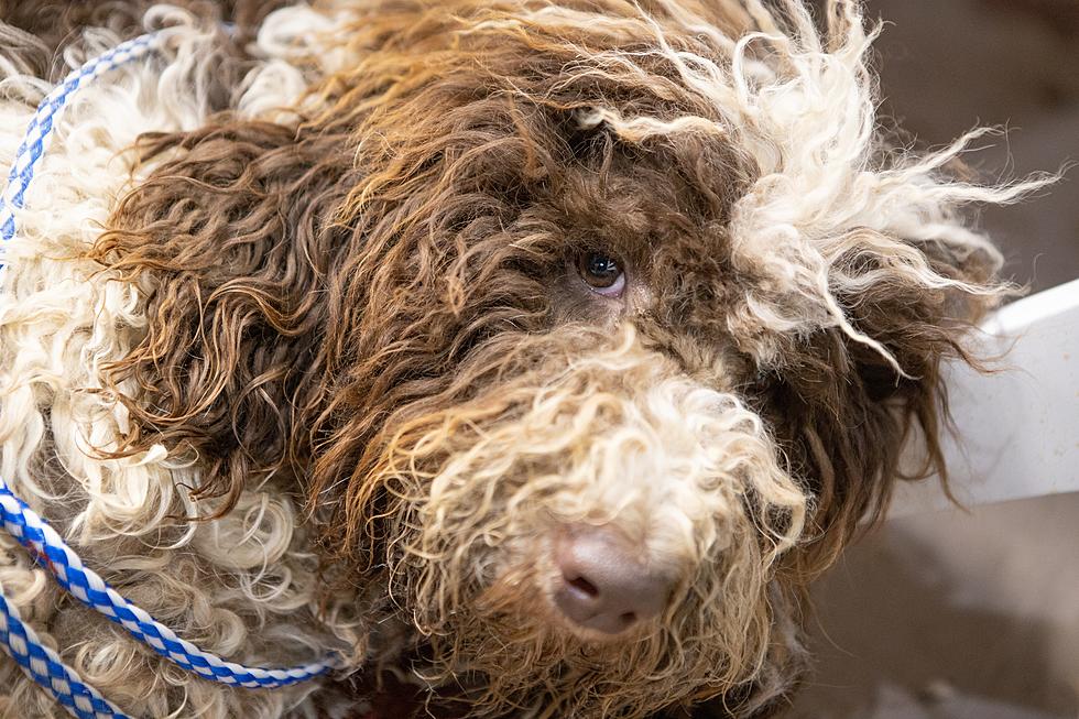 More Than 100 Neglected Dogs Were Found at a Home Near Traverse City