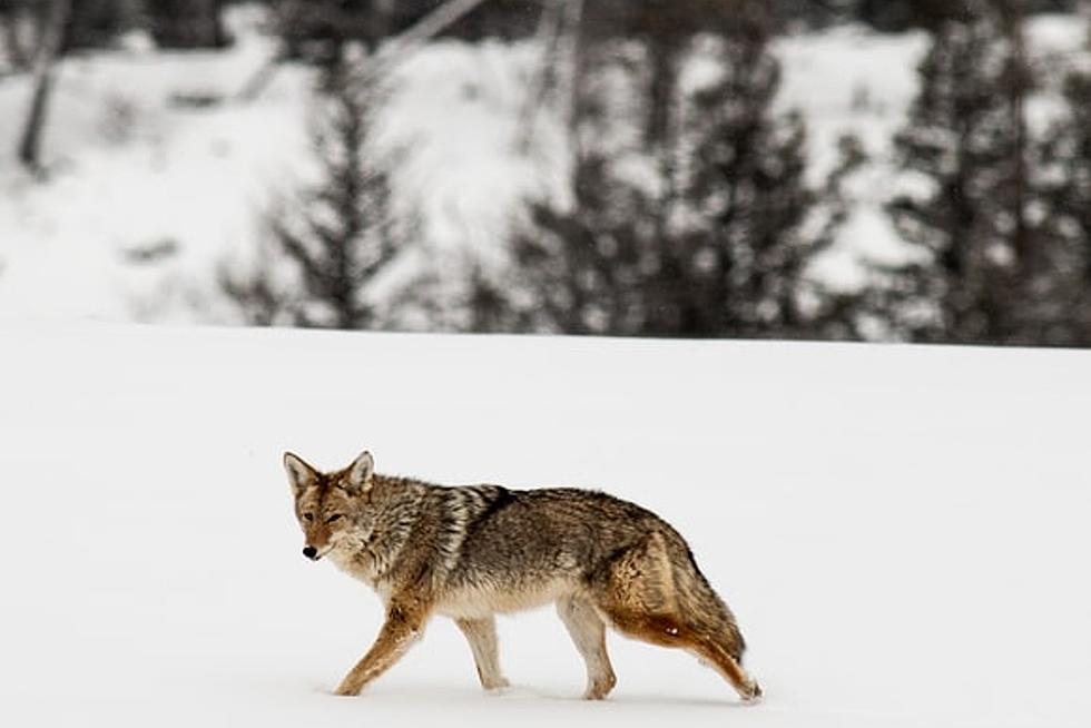 It’s Breeding Season in Michigan, Expect to See More Coyotes Than Usual