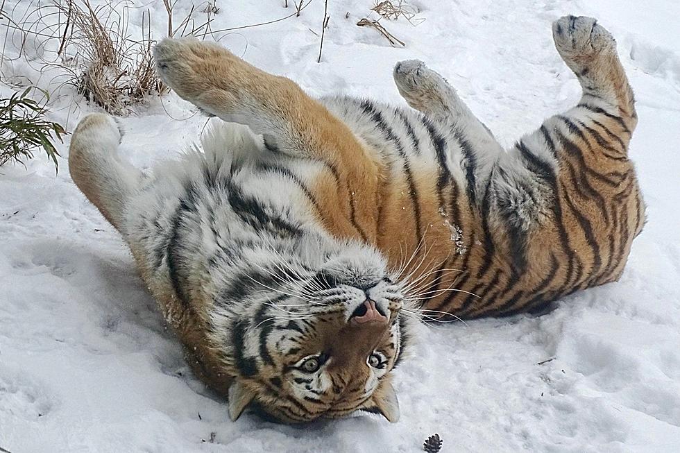 The Detroit Zoo’s Newest Tiger Enjoys a Fun Day in the Snow