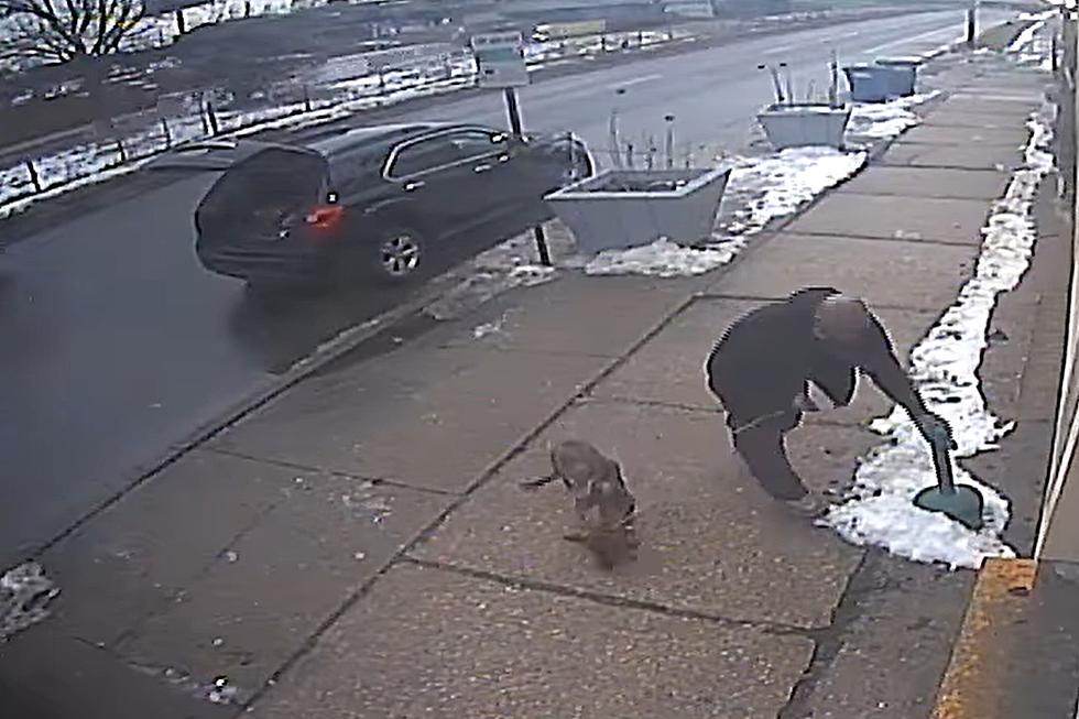 Heartbreaking Video Shows Man Tie Up and Abandon Puppy in Detroit