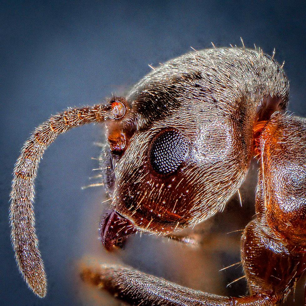 Invasive Ant With Painful Stinger is Working Its Way Towards Michigan