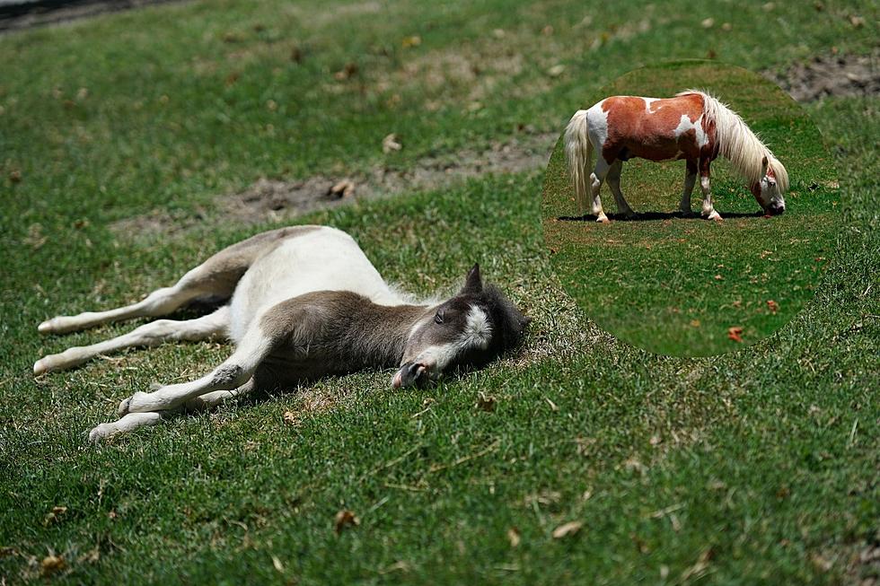 Two Mini Horses Euthanized in Mid-Michigan After Violent Dog Attack