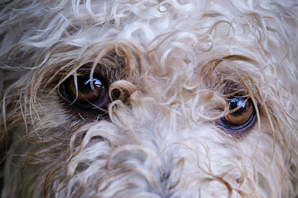 65 Dogs and Puppies Rescued From Central Michigan Home