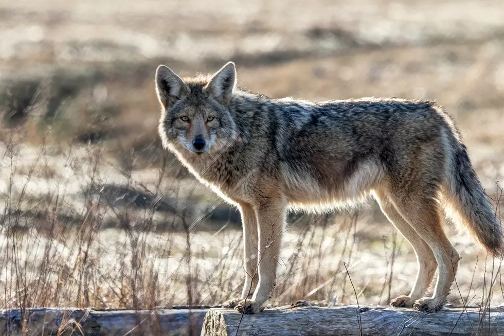 Anyone Else Hear That Pack of Coyotes in Grand Blanc Last Night?