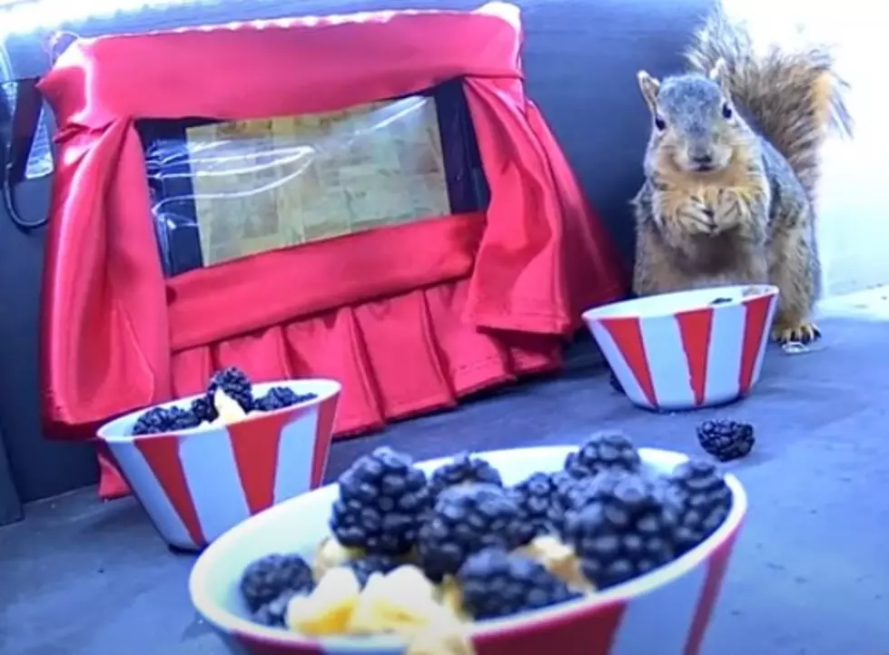 This Is Nuts &#8211; Michigan Man Builds Movie Theater For Squirrels