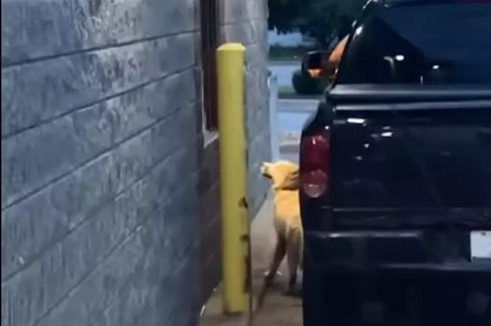 Lost Dog Slips Into Flint Drive-Thru Looking for Help&#8230;and McNuggets