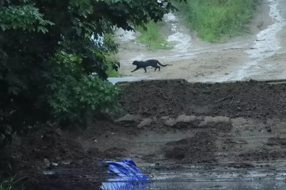 Huge Black Cat Spotted in Northern Michigan &#8211; What Was it?