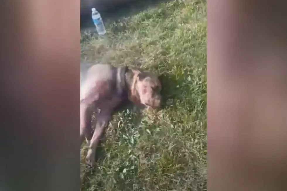 Dog in Warren Shot Multiple Times by Pellets in Body and Head