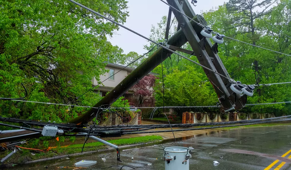 Dog Electrocuted After Touching Downed Power Line Ann Arbor