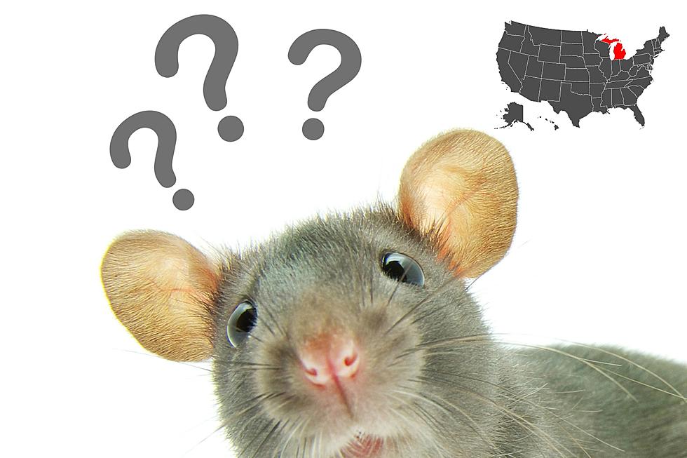 This Michigan City is One of the Most Rat-Infested in the Country