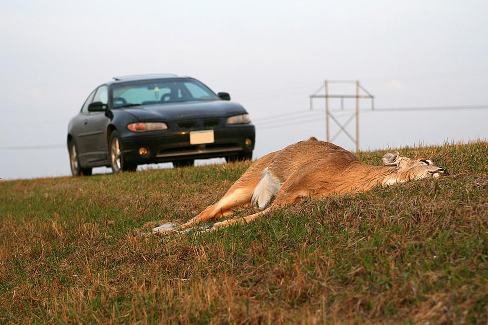 What to Do if You Hit a Deer With Your Car in Michigan