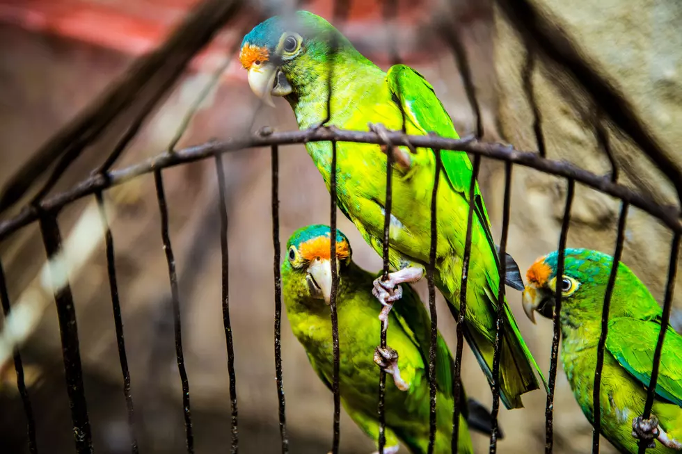 100 Birds Found in MI Rental Home, Feces and Urine Everywhere