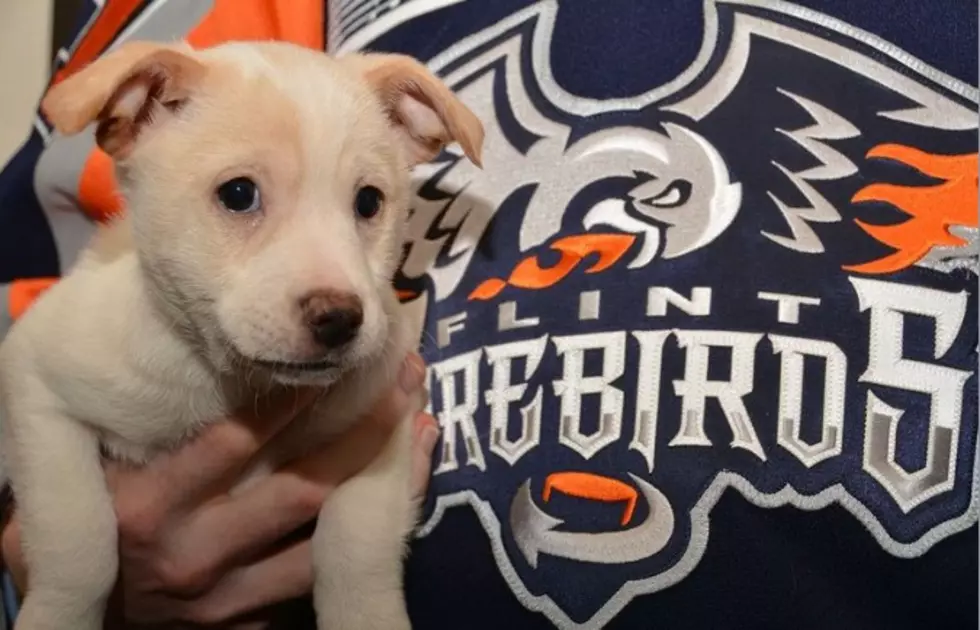 Bring Your Dog To A Flint Firebirds Game &#8211; What You Need To Know