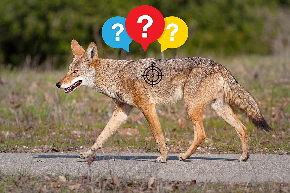 Can You Legally Shoot a Coyote On Your Property in Michigan?