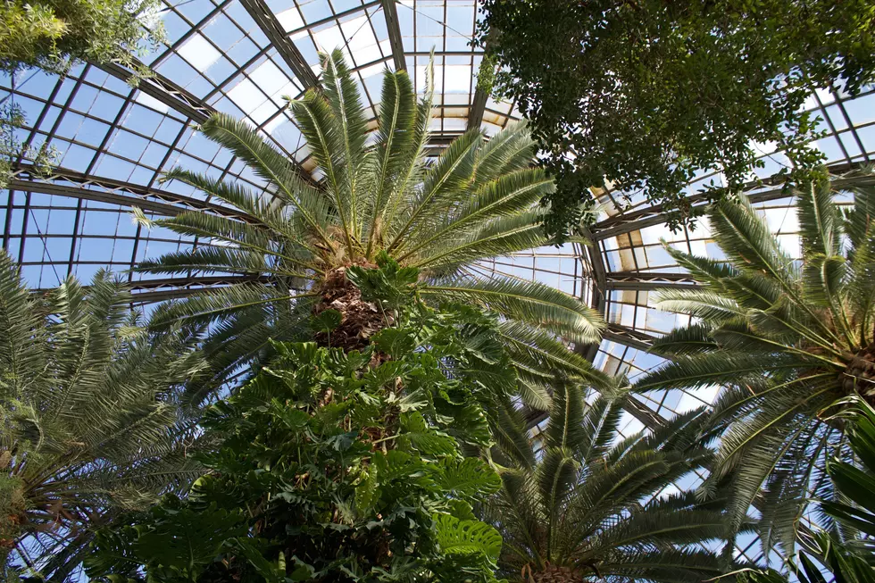 Dome Renovations Force Detroit’s Belle Isle Conservatory to Close Until 2024