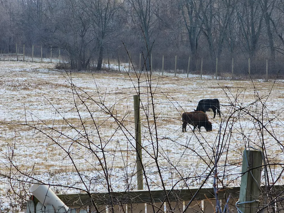 A Gang of Buffalo Seen Grazing on Former Grand Blanc Golf Course