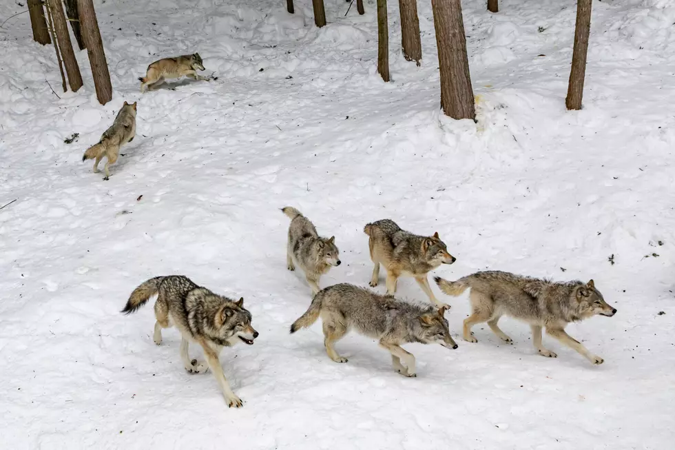 Keep an Eye on Your Pets, It’s Coyote Breeding Season in Michigan