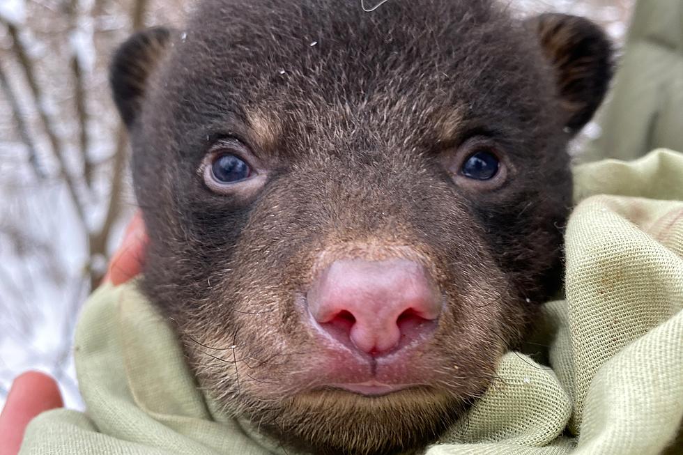 ‘Baby-Bear Snuggler’ Is an Actual Job in Michigan – Surprising, Isn’t it?