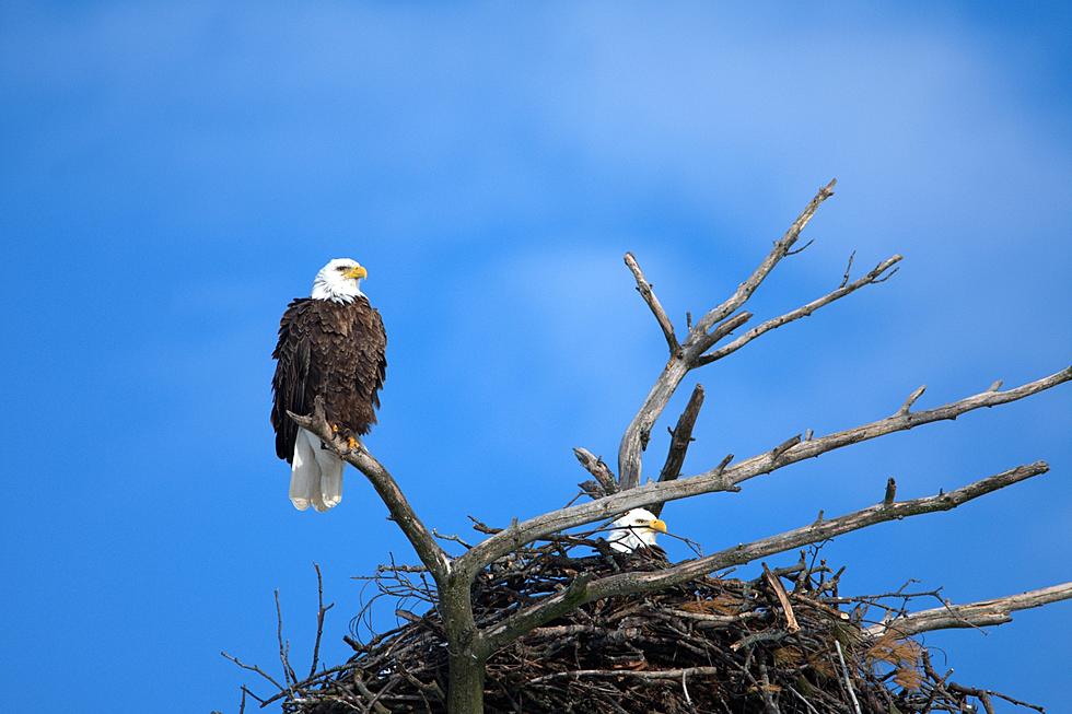 Two Bald Eagles Found Nesting in Shelby Township Park