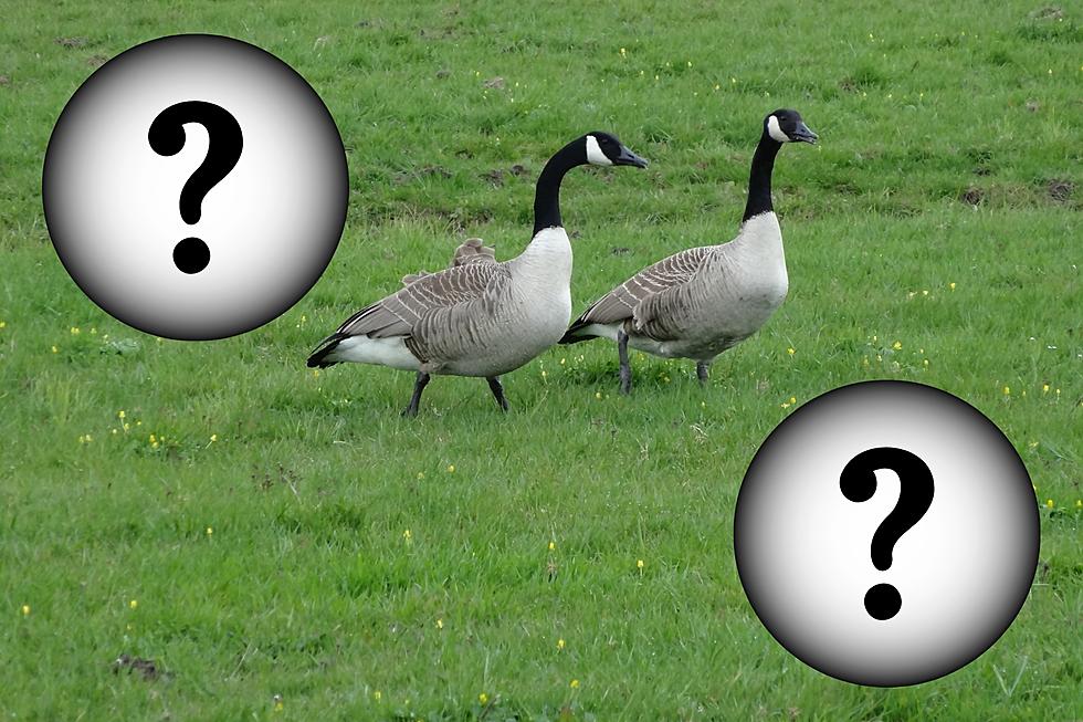 Can you Legally Shoot Geese on Your Property in Michigan?