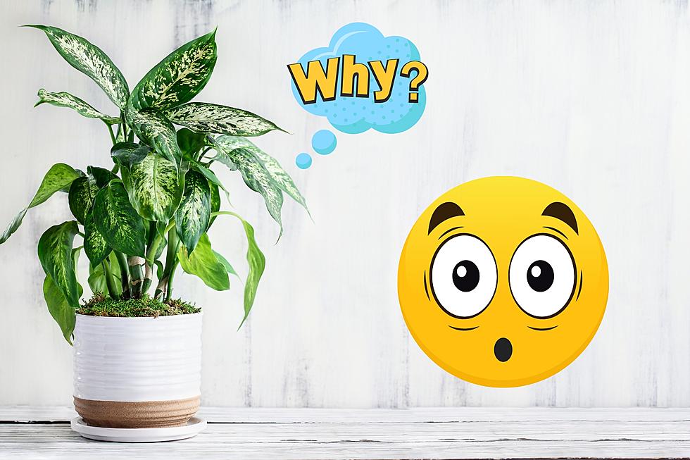 Is This Michigan Houseplant Dangerous to Humans and Pets?