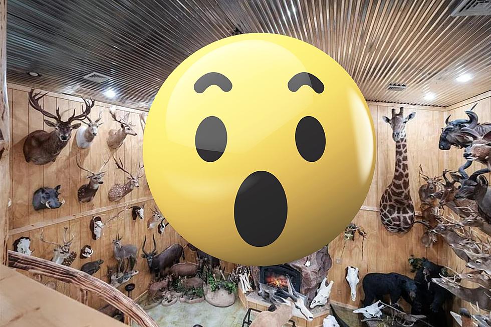 Unbelievable Michigan Home for Sale Features Insane Taxidermy Collection