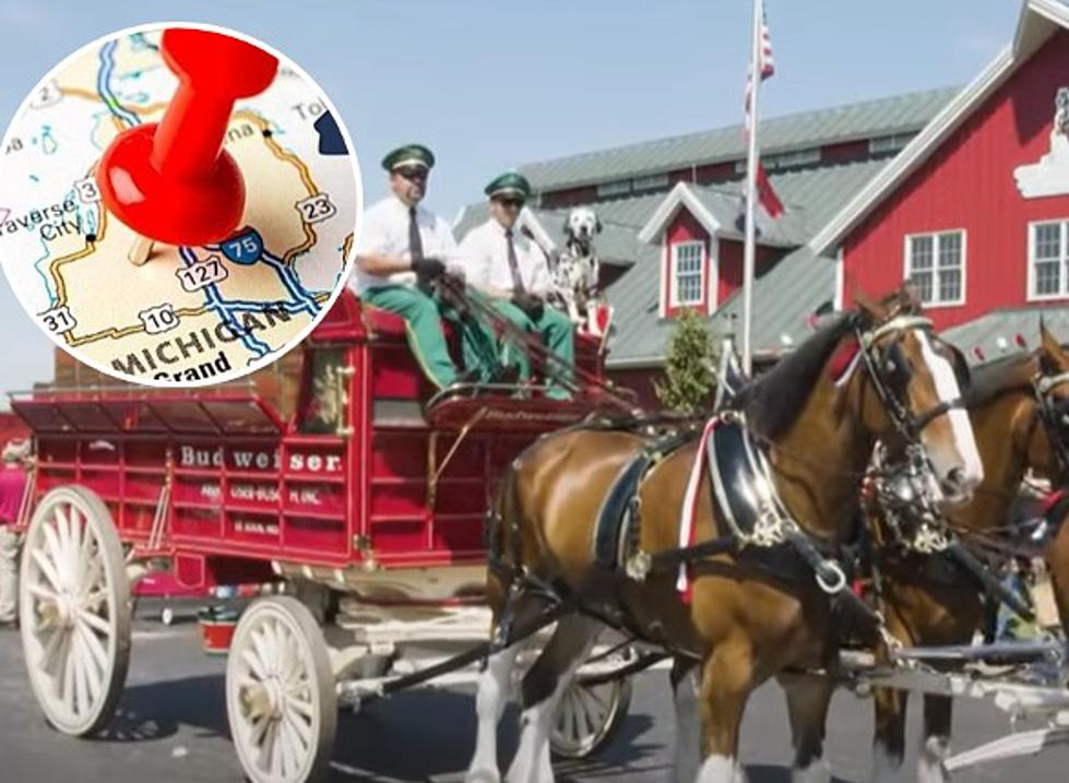 Budweiser Clydesdales Coming To Michigan &#8211; What You Need To Know