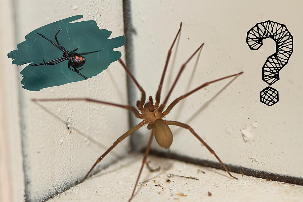 9 of the World's Deadliest Spiders