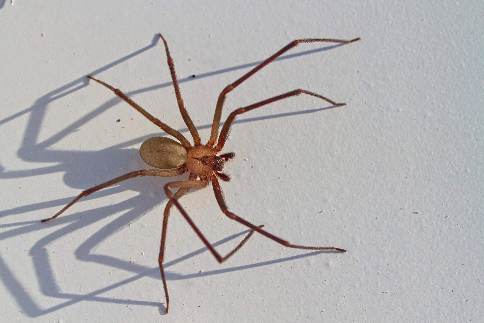 Michigan woman hospitalized after being bitten by a Brown Recluse Spider in  Northern Michigan