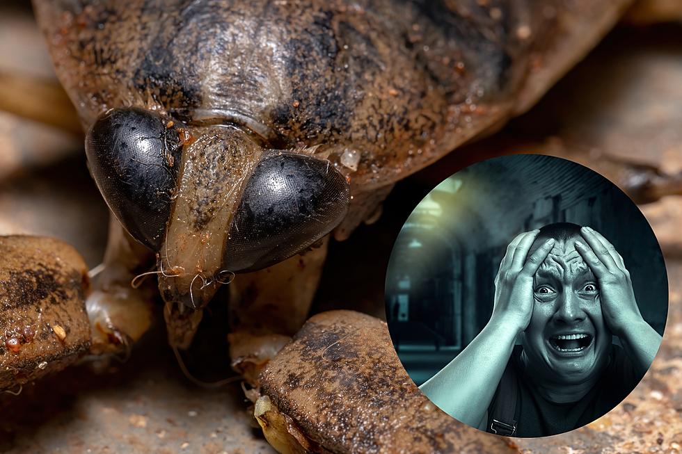 Michigan's Biggest Bug Will Give You Nightmares for Days