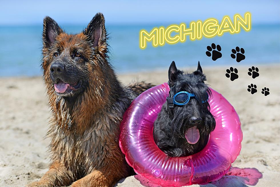 Take Your Pup for a Swim at These Pet-Friendly Michigan Beaches