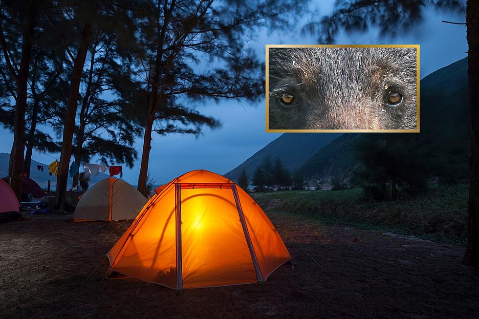 Camp on This Michigan Island with This Dangerous Animal: Would You?