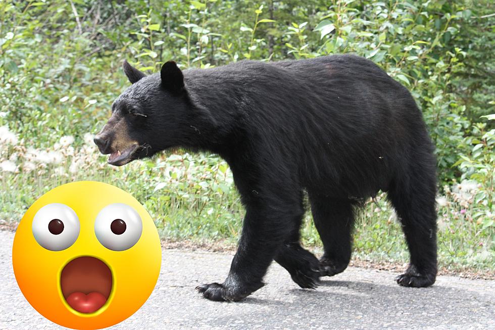 Beware &#8211; Black Bear Spotted in Flushing This Week