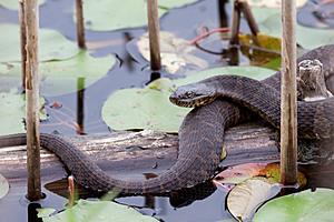 This is the #1 Most Snake-Infested Lake in Michigan