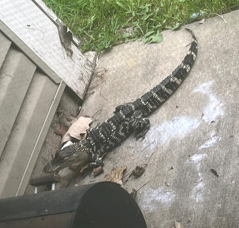 Woman in Romulus Shockingly Finds an Alligator on Her Patio