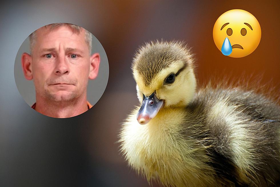 Wow! Clio Man Charged After Ripping Head Off Girlfriend&#8217;s Pet Duck