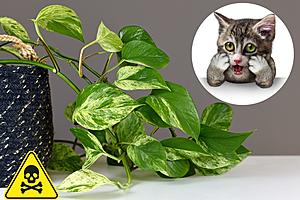9 Michigan Houseplants That Are Toxic to Cats