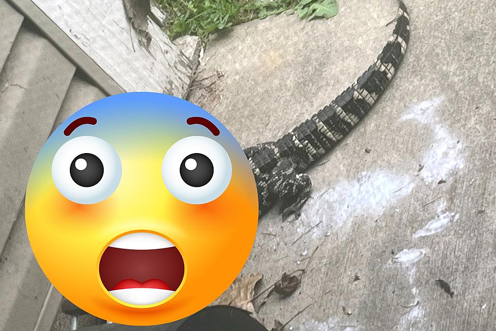 Woman in Romulus Shockingly Finds an Alligator on Her Patio