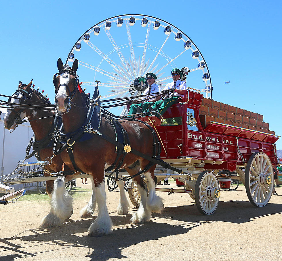 Way Cool – Budweiser Clydesdale Making A Stop In Flint