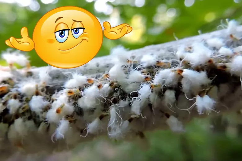 What in the World is This White Fuzzy Bug Spotted in Michigan