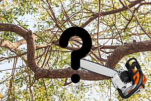 Can You Legally Cut the Branches of a Tree Hanging in Your Michigan...