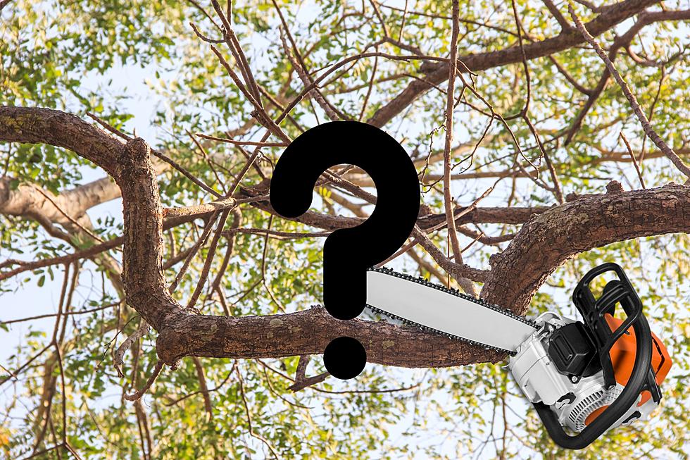 Can You Cut the Branches of a Tree Hanging in Your Michigan Yard?