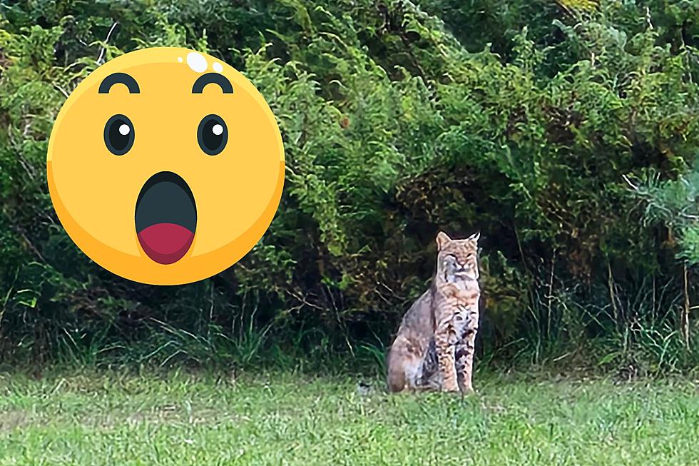 Northern MI Woman Photographs Beautiful Bobcat on Her Property